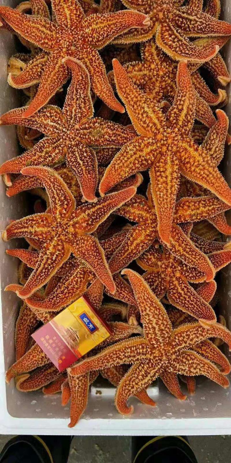 海星
