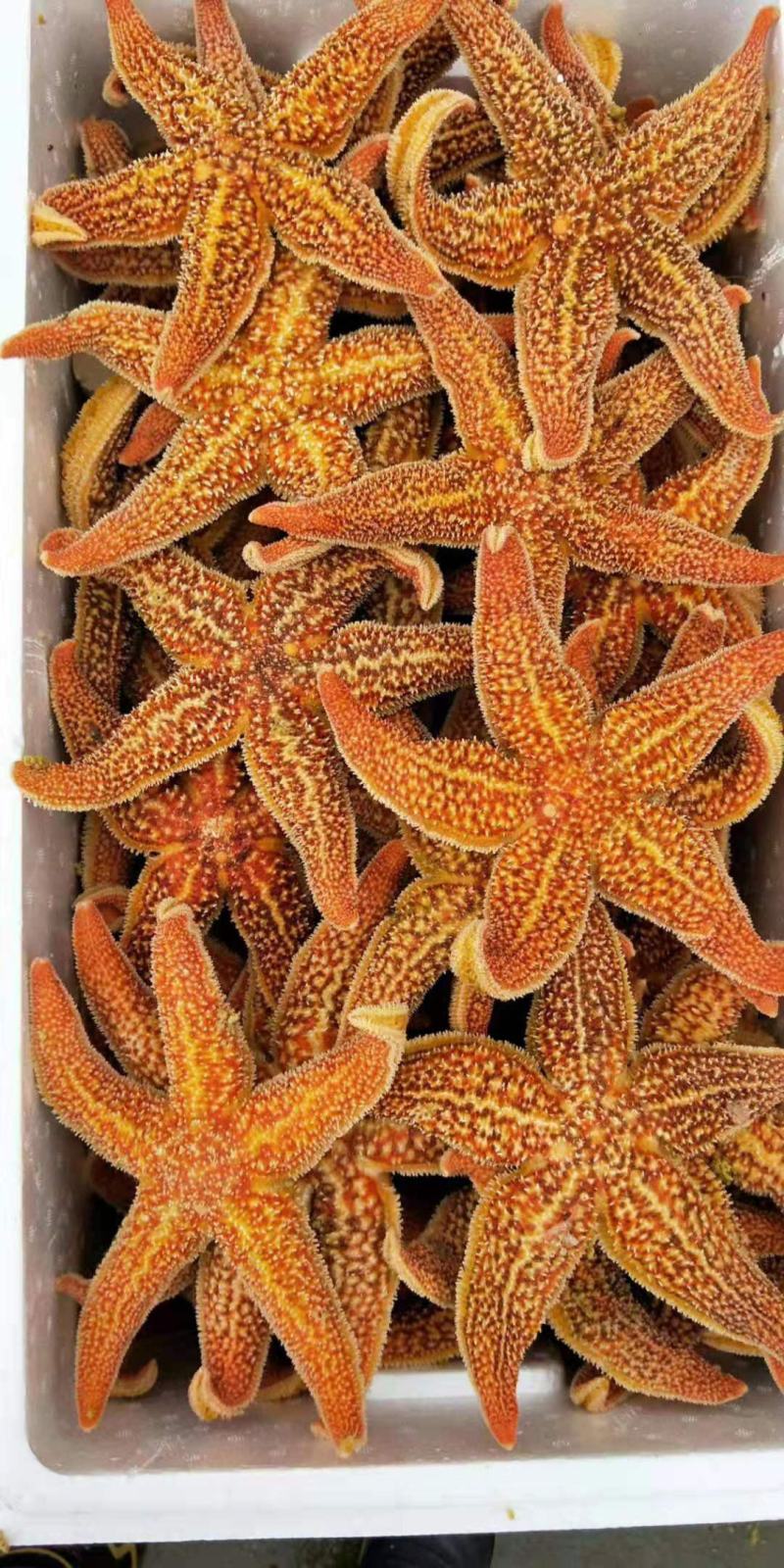 海星