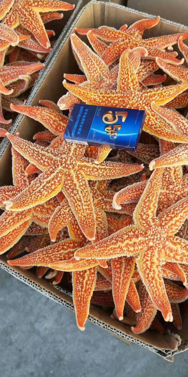 海星