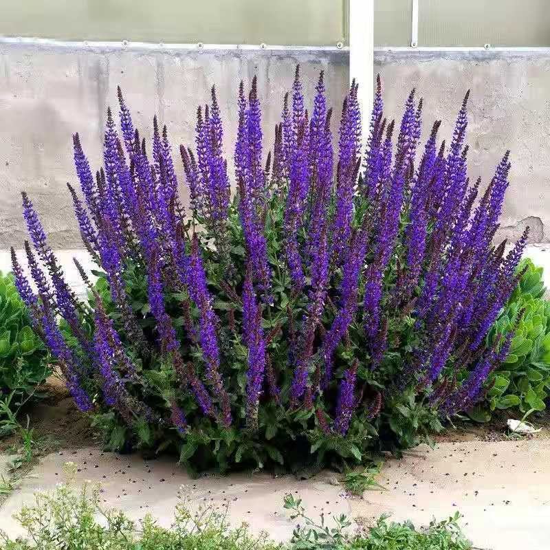 宿根鼠尾草种子蓝花多年生芳香花卉香草阳台庭院花种子盆栽盆