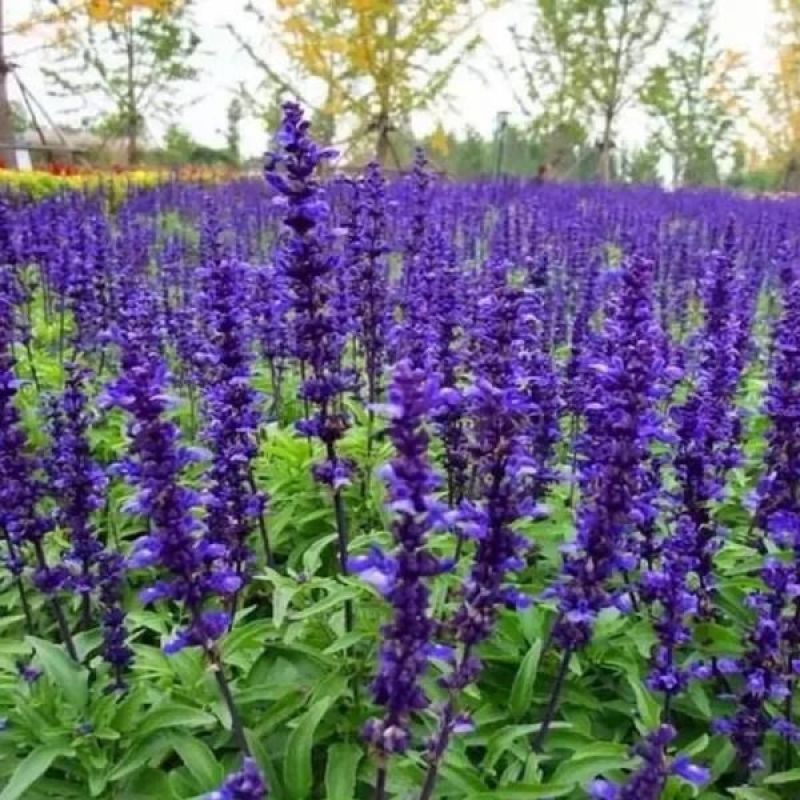 宿根鼠尾草种子蓝花多年生芳香花卉香草阳台庭院花种子盆栽盆