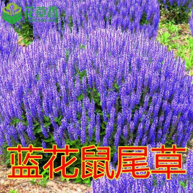 宿根鼠尾草种子蓝花多年生芳香花卉香草阳台庭院花种子盆栽盆