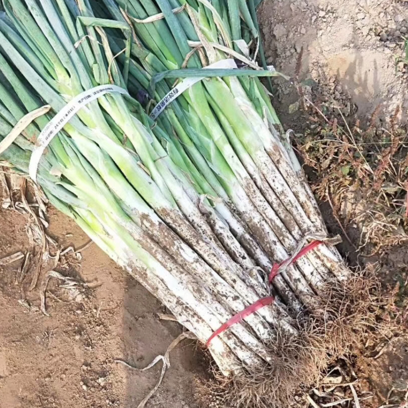 基地直发保证质量