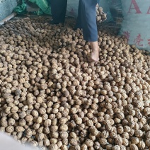 云南高山薄皮核桃大量出售