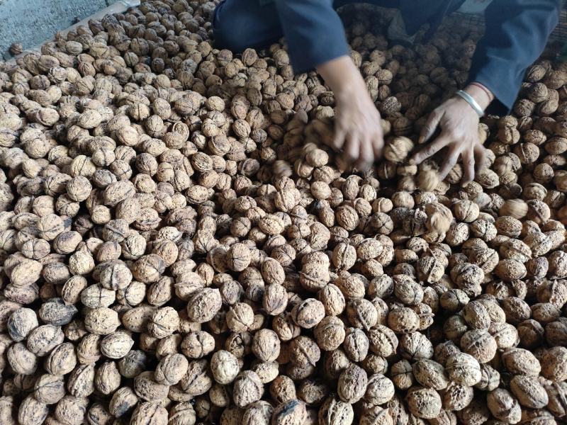 云南高山薄皮核桃大量出售