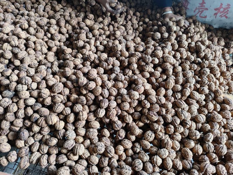 云南高山薄皮核桃大量出售