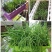 阳台树脂塑料长方形小花盆家用室内加厚大号种菜盆草蔬菜种子
