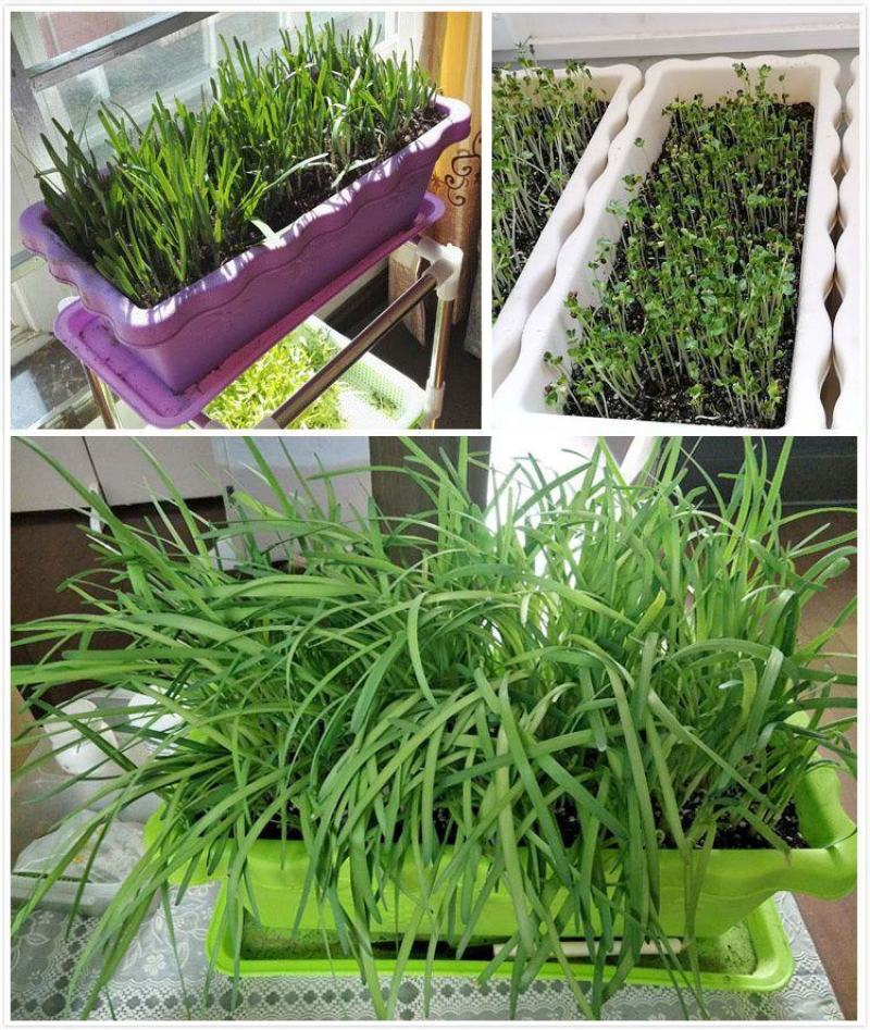 阳台树脂塑料长方形小花盆家用室内加厚大号种菜盆草蔬菜种子