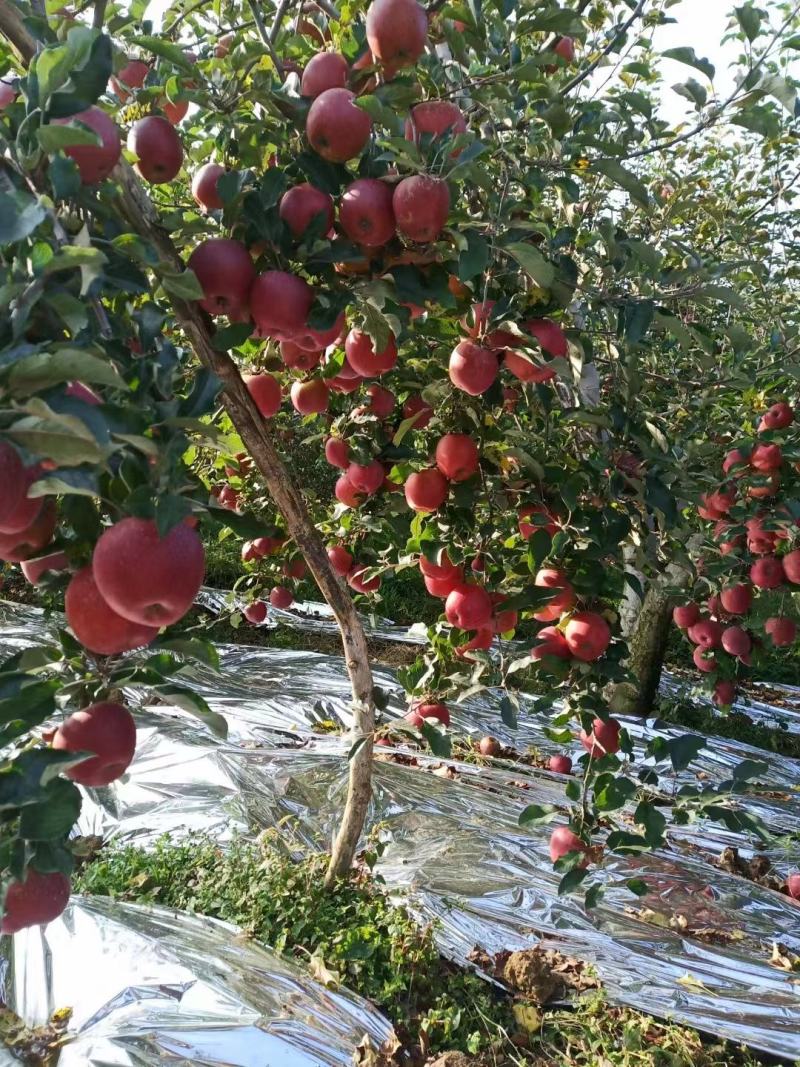 云南昭通冰糖心苹果红富士苹果，品种齐全，支持各种包装