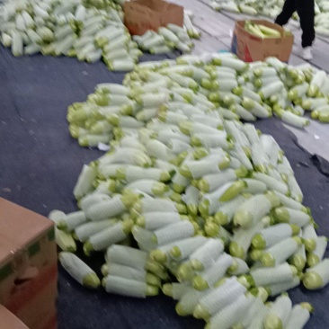 江苏绿皮西葫芦大量现货！！！！！！！！！
