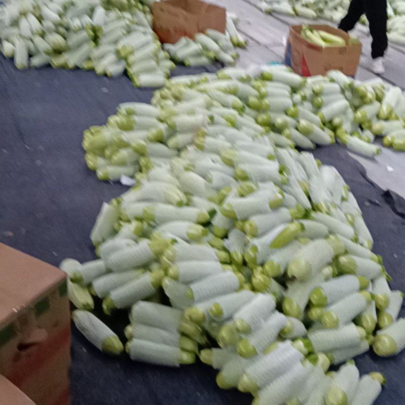 江苏绿皮西葫芦大量现货！！！！！！！！！