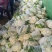白面青梗花菜大量上市，本市场货多价美，欢迎客户前来采购