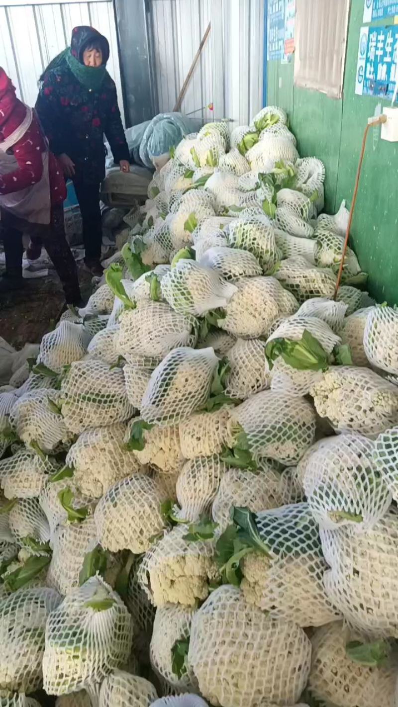 白面青梗花菜大量上市，本市场货多价美，欢迎客户前来采购