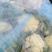 白面青梗花菜大量上市，本市场货多价美，欢迎客户前来采购