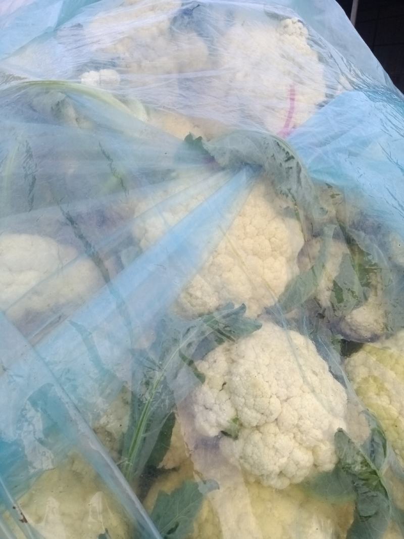 白面青梗花菜大量上市，本市场货多价美，欢迎客户前来采购