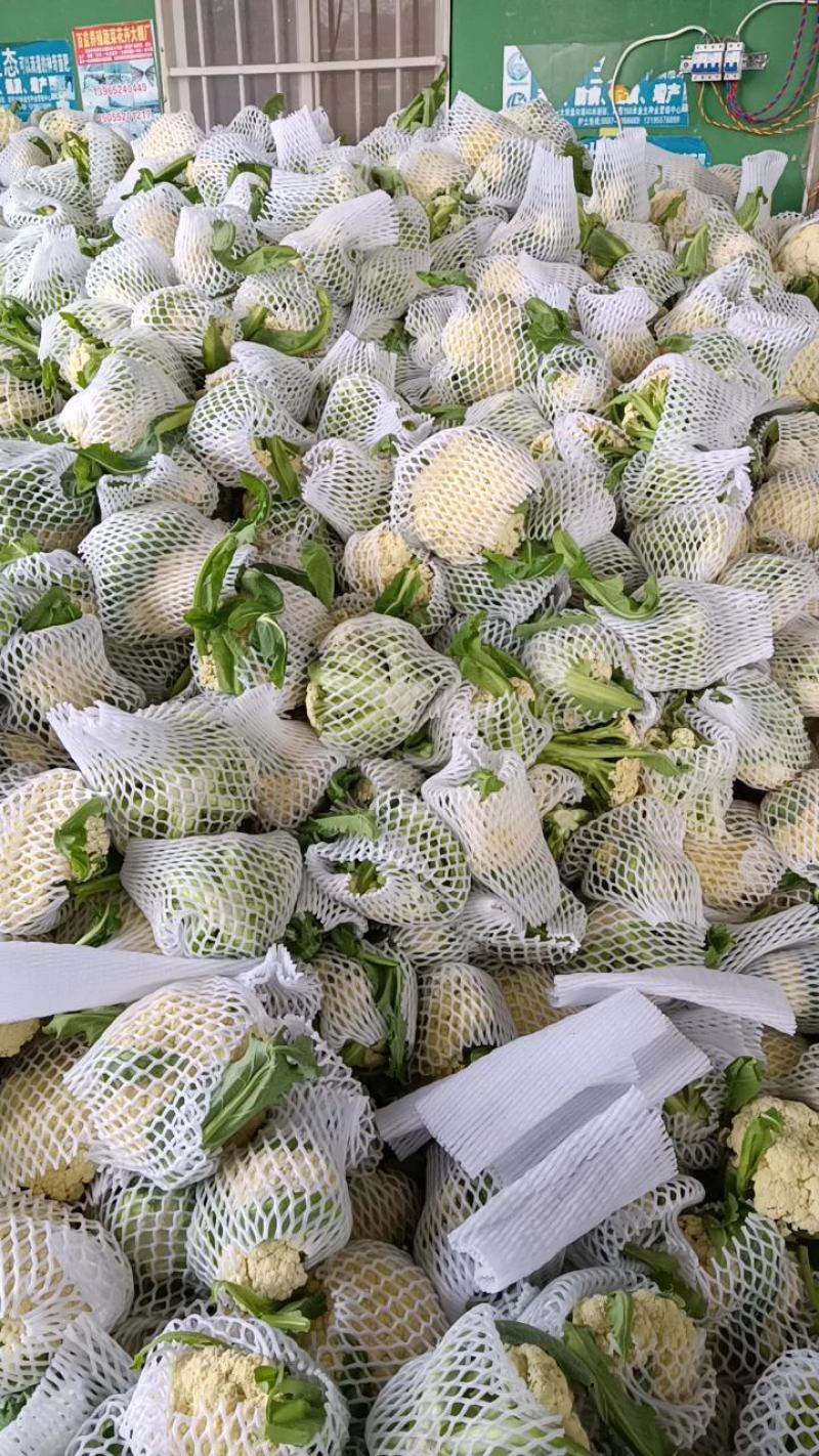白面青梗花菜大量上市，本市场货多价美，欢迎客户前来采购