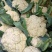 白面青梗花菜大量上市，本市场货多价美，欢迎客户前来采购