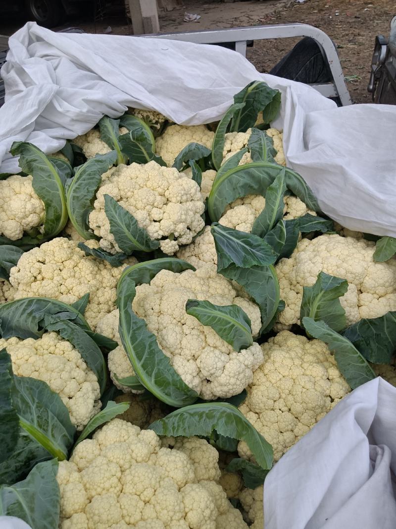 白面青梗花菜大量上市，本市场货多价美，欢迎客户前来采购
