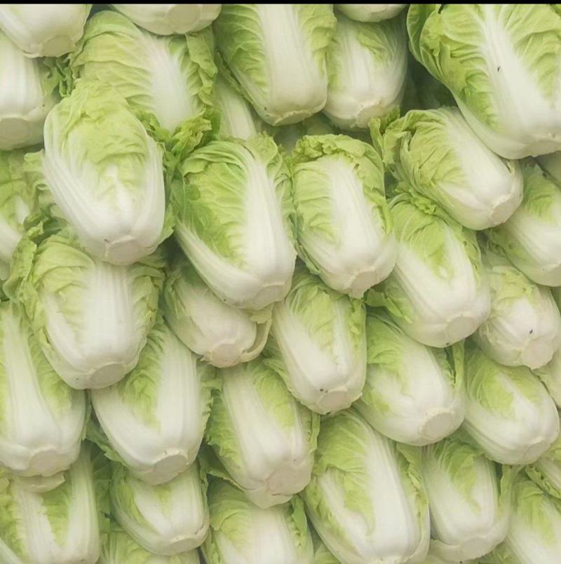 大家好，这里是河南开封，白菜大量有货中，需要的赶集联系