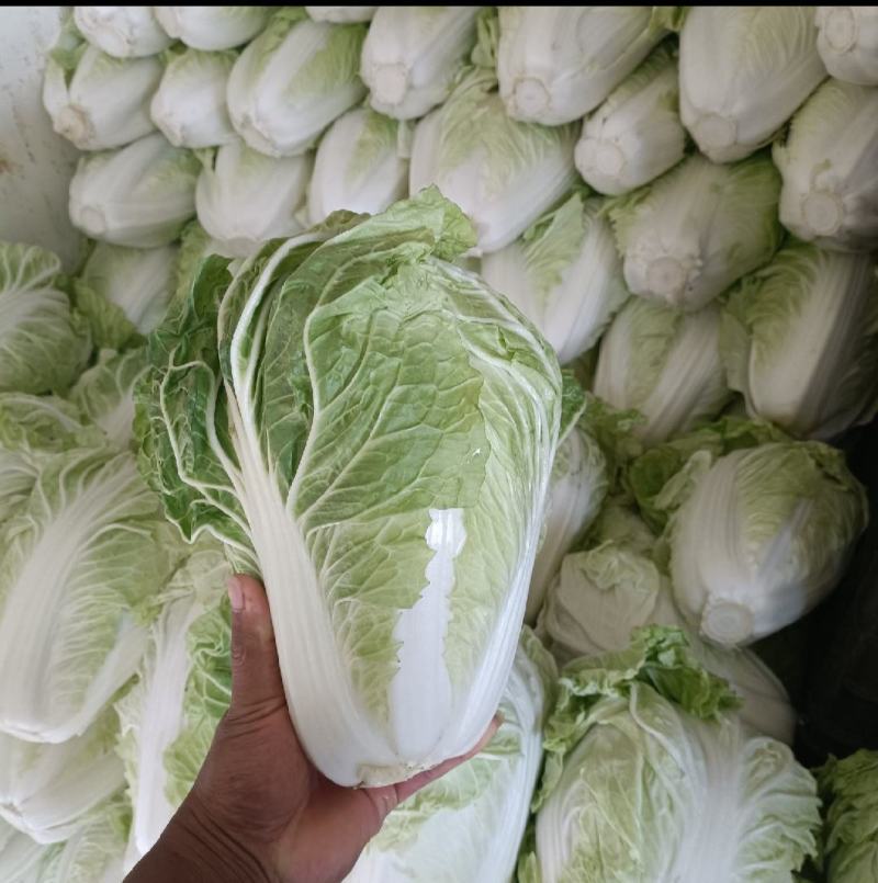 大家好，这里是河南开封，白菜大量有货中，需要的赶集联系