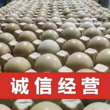 山东野鸡蛋，保证新鲜