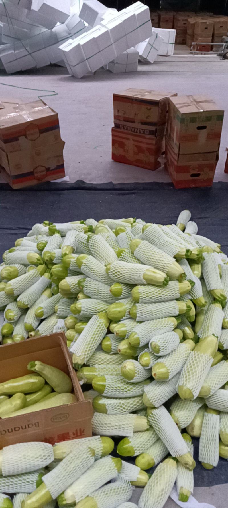 江苏绿皮西葫芦大量现货！！！！！！！！！