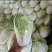 大家好，这里是河南开封，白菜大量有货中，需要的赶集联系