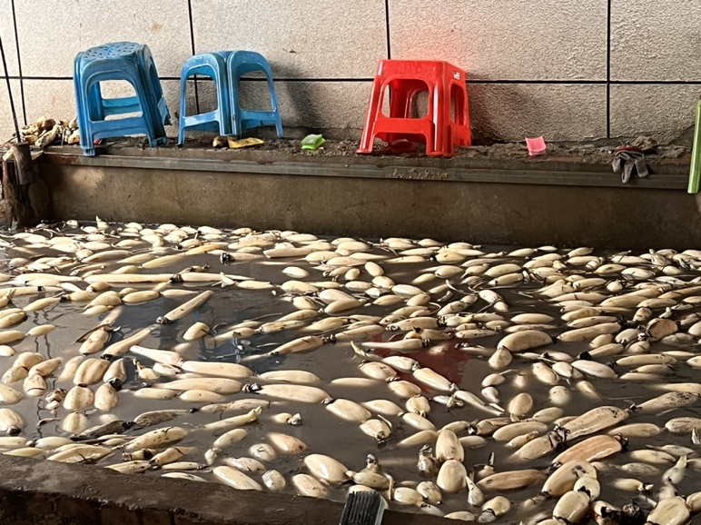 图示为长江中下游地区标准化春季栽植作业现场。操作人员穿戴防水服,采用‘斜插法’:种藕顶芽朝田块内侧,入泥深度6–8cm,藕身与水平面夹角15°,尾端略高于泥面;水层清澈见底,深度标尺显示3.8cm;田面平整度误差<2cm/10m,符合NY/T 3797–2020第5.2条要求。 莲藕春季浅水栽植实景:工人蹲在水深约4cm的平整田块中,左手托持种藕,右手将顶芽斜向下45°插入泥中,藕身与水面呈15°夹角,后端翘起露出水面,确保通气;背景可见整齐的田埂与滴灌带