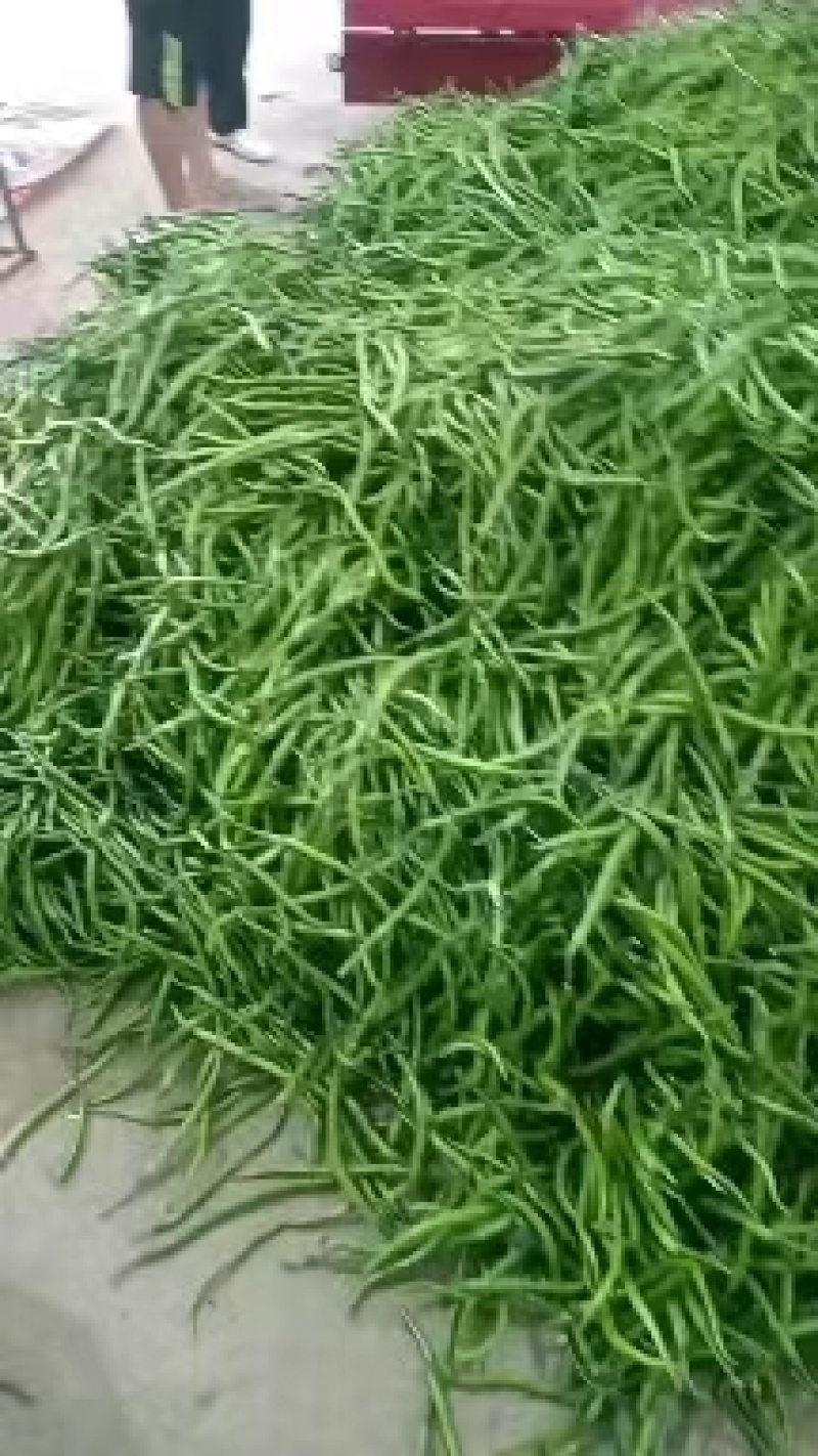 陕西大荔线椒二荆条大量上市产地直供量大从优可供全国商超
