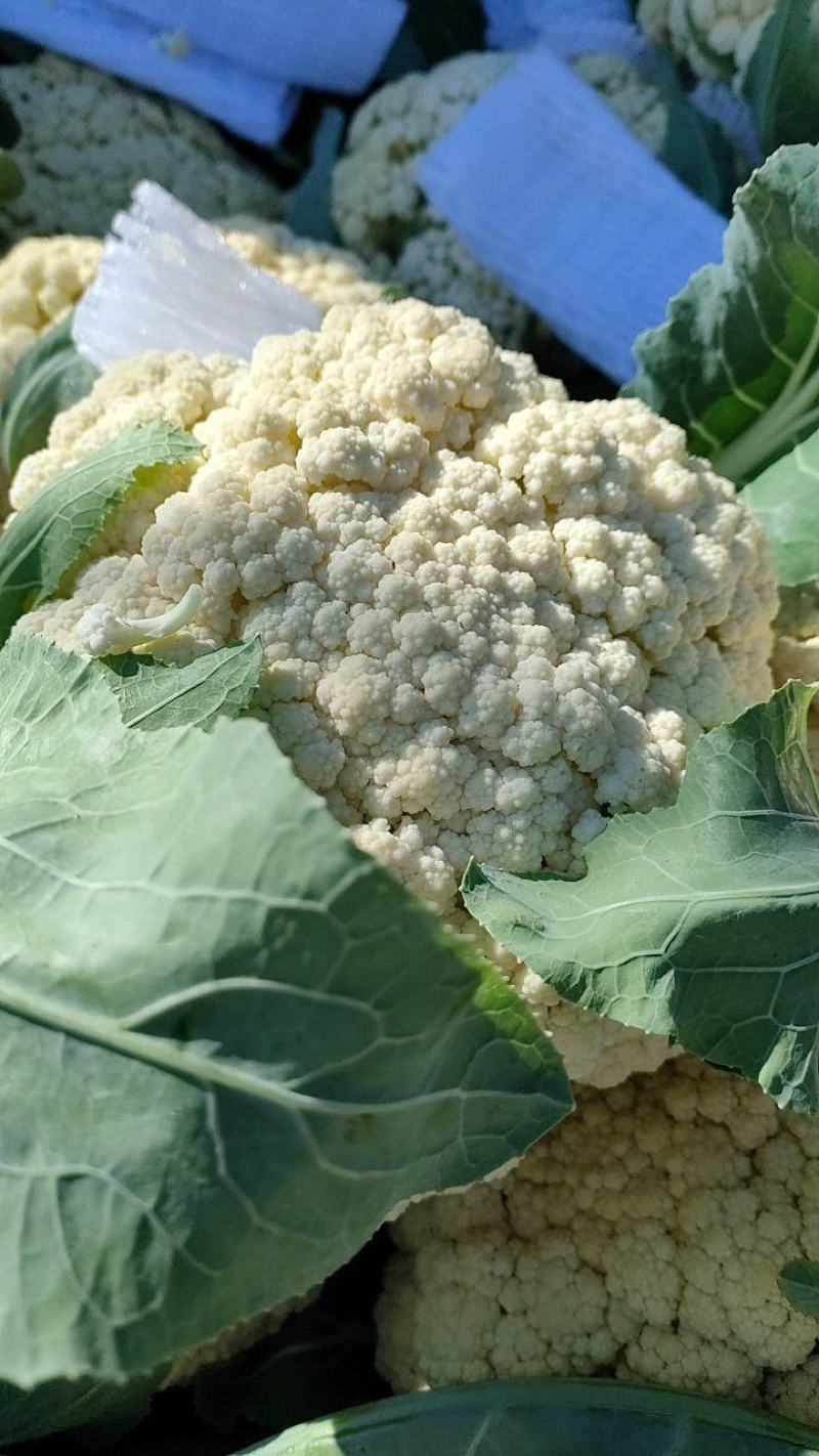 菜花，精品花菜，青梗花菜直供产地，货源充足，保质保量