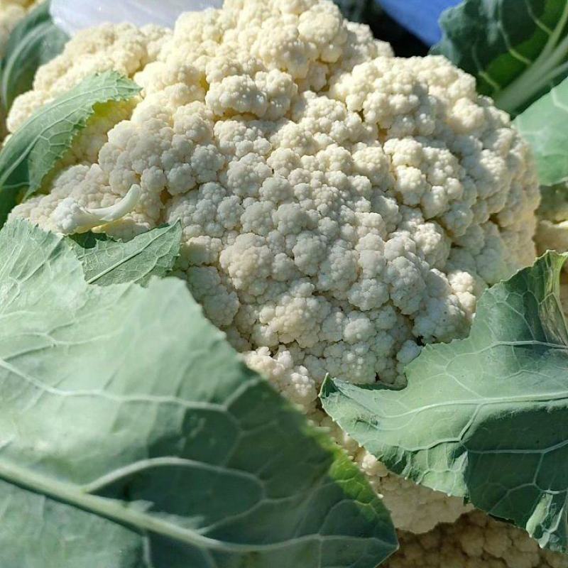 菜花，精品花菜，青梗花菜直供产地，货源充足，保质保量