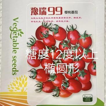 豫瑞99小番茄种子小西红柿种子硬度好口感好经济效益高