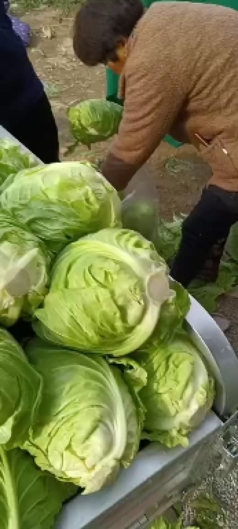 甘蓝包菜正在热卖中，本市场货多价美，欢迎客户前来采购。