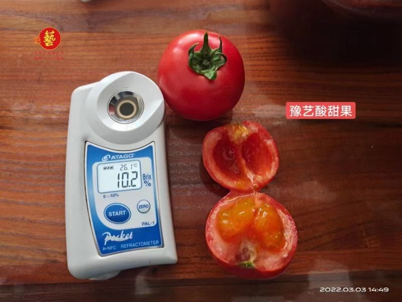 豫瑞99小番茄种子小西红柿种子硬度好口感好经济效益高