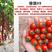 豫瑞99小番茄种子小西红柿种子硬度好口感好经济效益高
