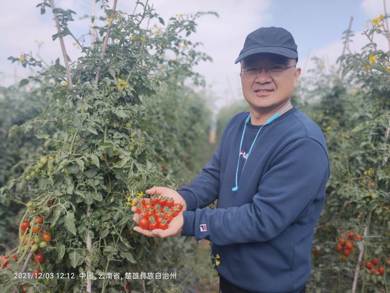 豫瑞99小番茄种子小西红柿种子硬度好口感好经济效益高
