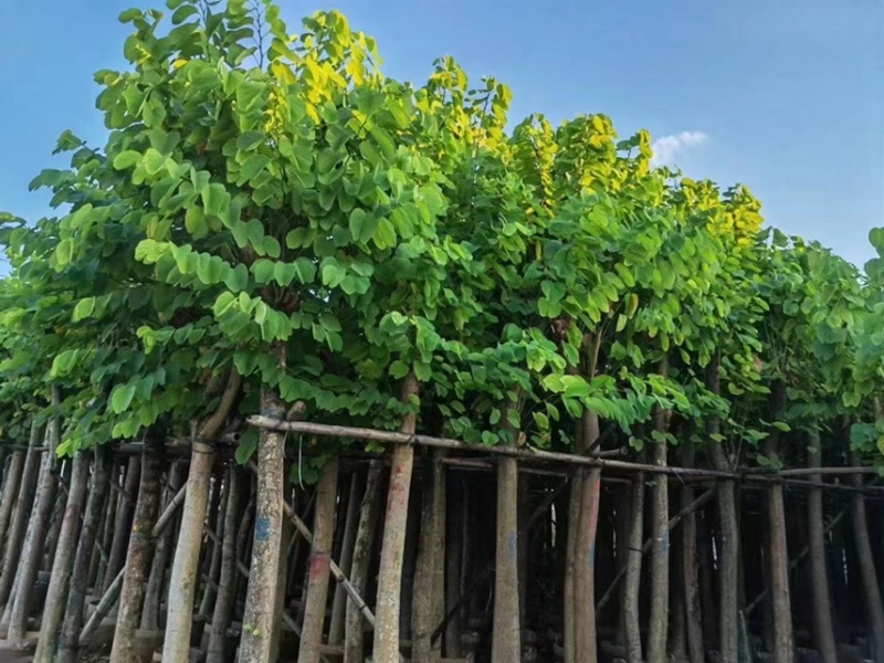 羊蹄甲5－20公分价格优惠
