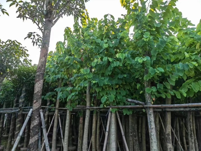 羊蹄甲5－20公分价格优惠