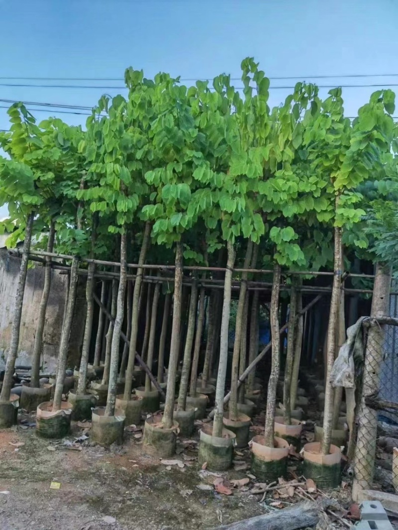 羊蹄甲5－20公分价格优惠