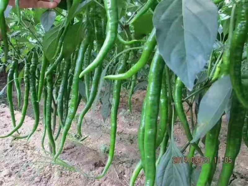 精品二荆条辣椒15~20厘米青中辣，保质保量