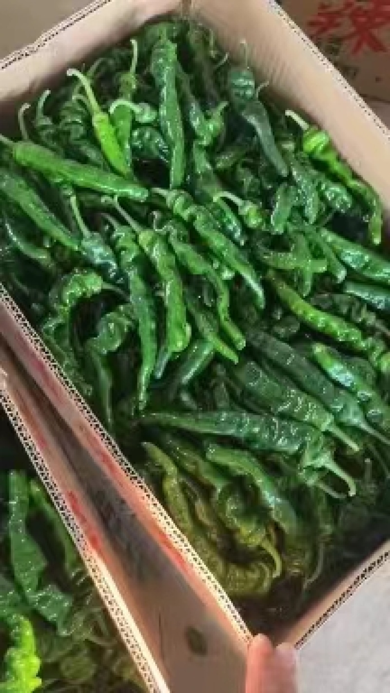 精品螺丝椒10~15厘米，质量上乘，产地直供，欢迎选