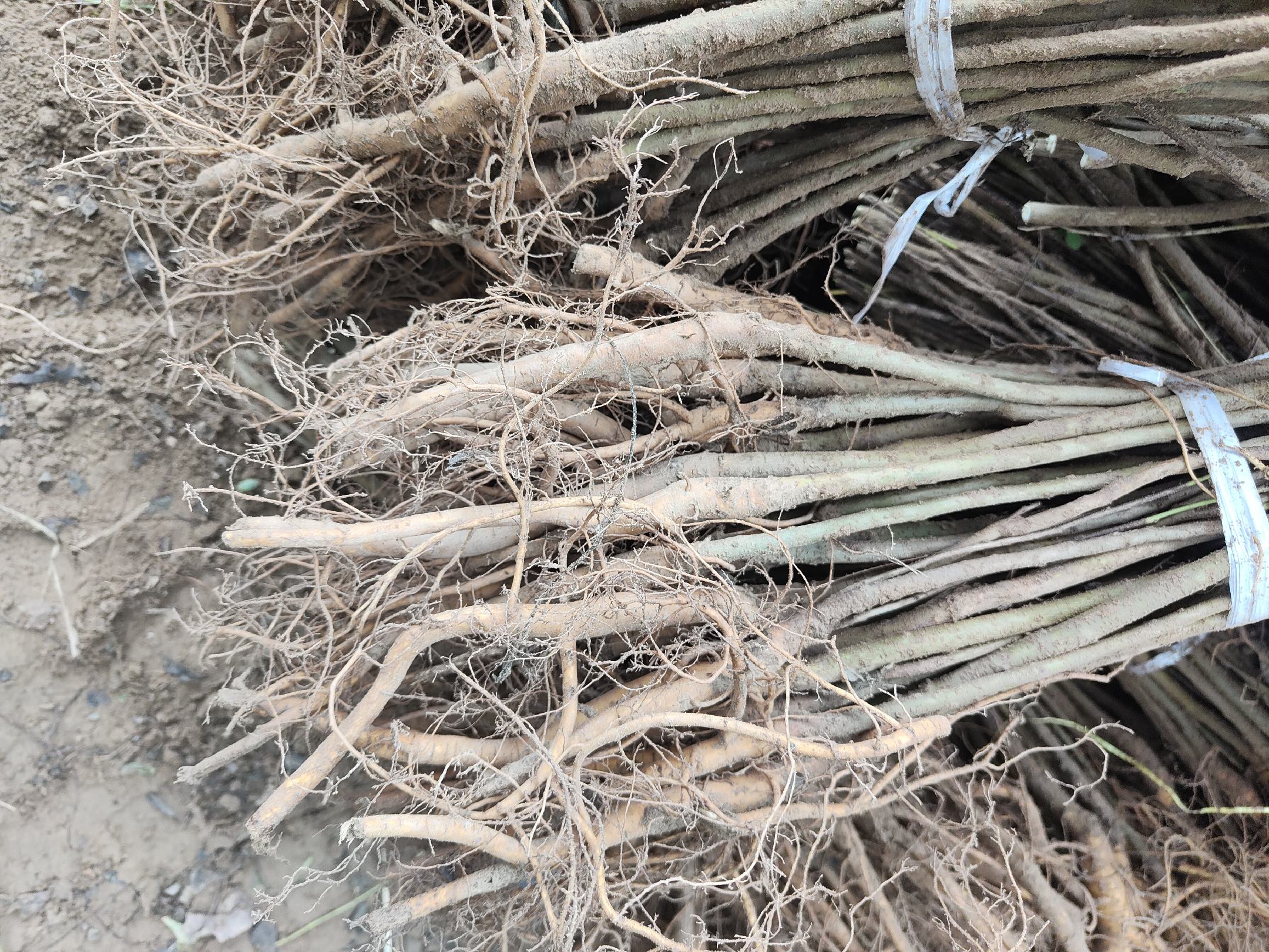 微距特写:陕西延安某退耕还林地块,侧柏与紫穗槐混交,鱼鳞坑内侧土体疏松呈褐色(改良客土),外沿紫穗槐根系已穿透土埂向坡面延伸,体现‘乔灌草’协同固土机制 侧柏在盐碱地鱼鳞坑中的规范栽植:侧柏苗直立于坑内侧,土球完全埋入改良客土中,坑外沿由紫穗槐幼苗构成绿色屏障,坑底可见清晰的粗砂隔盐层截面,整体呈现生态工程化种植特征