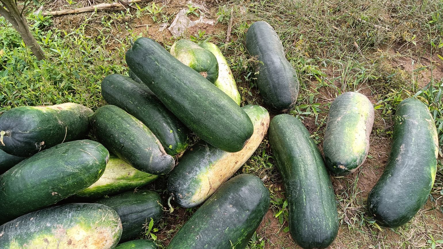 草鱼与冬瓜一起炖煮