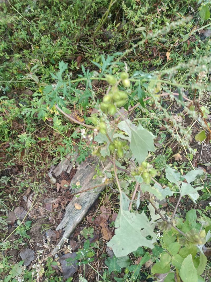 野生苍耳。大别山深山野生。量大优惠。干，鲜均可。包邮。