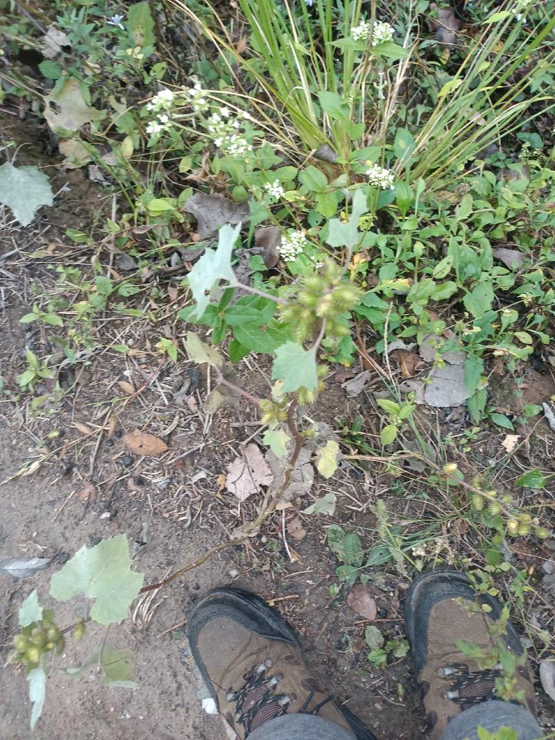 野生苍耳。大别山深山野生。量大优惠。干，鲜均可。包邮。