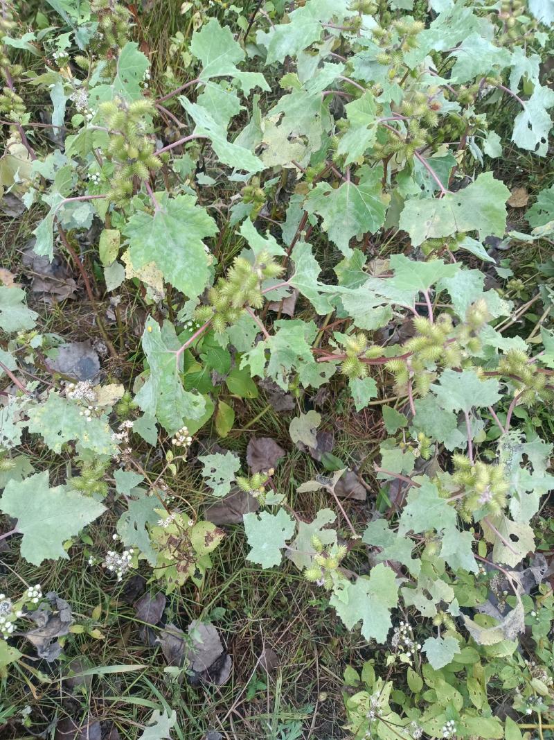 野生苍耳。大别山深山野生。量大优惠。干，鲜均可。包邮。
