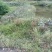 野生苍耳。大别山深山野生。量大优惠。干，鲜均可。包邮。