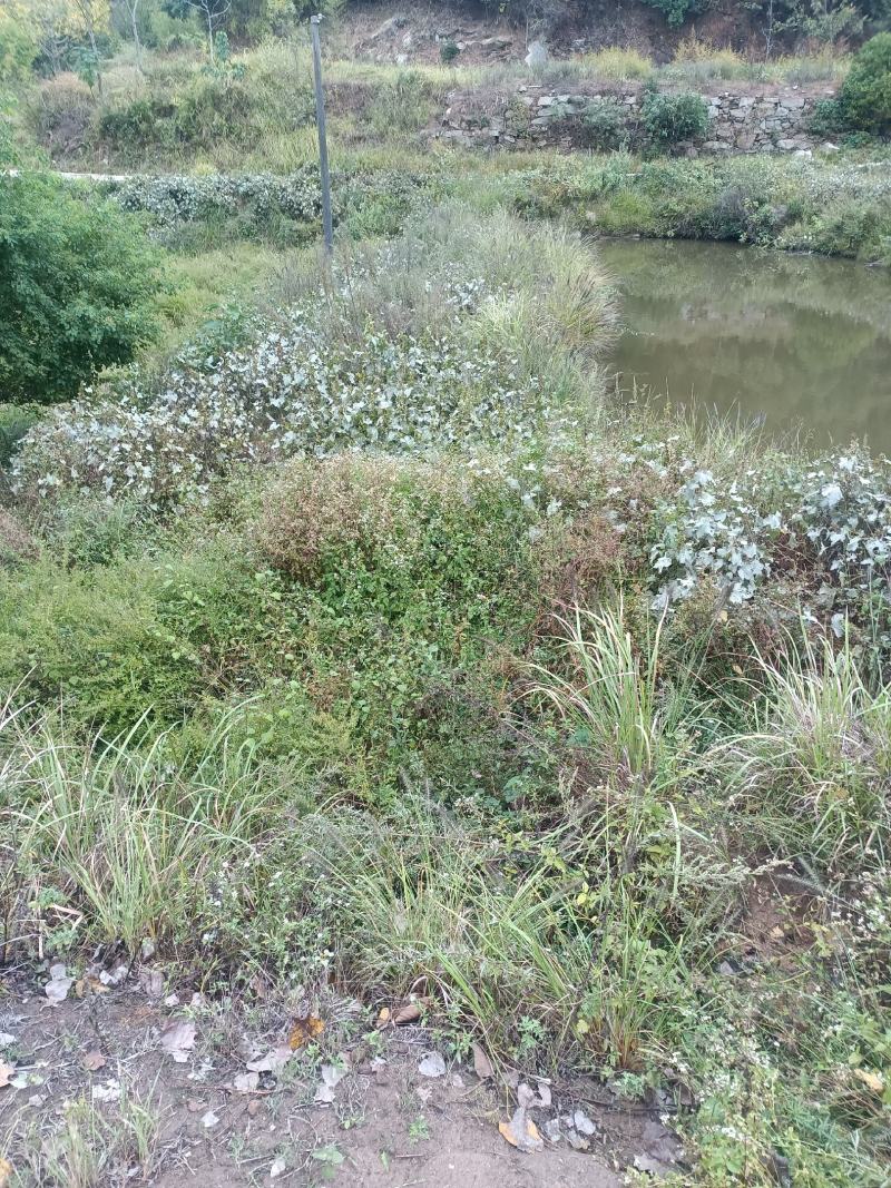 野生苍耳。大别山深山野生。量大优惠。干，鲜均可。包邮。
