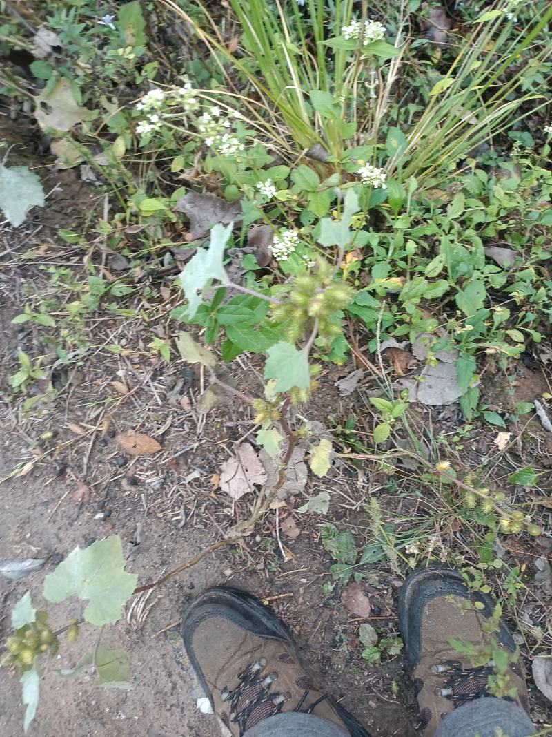 野生苍耳。大别山深山野生。量大优惠。干，鲜均可。包邮。