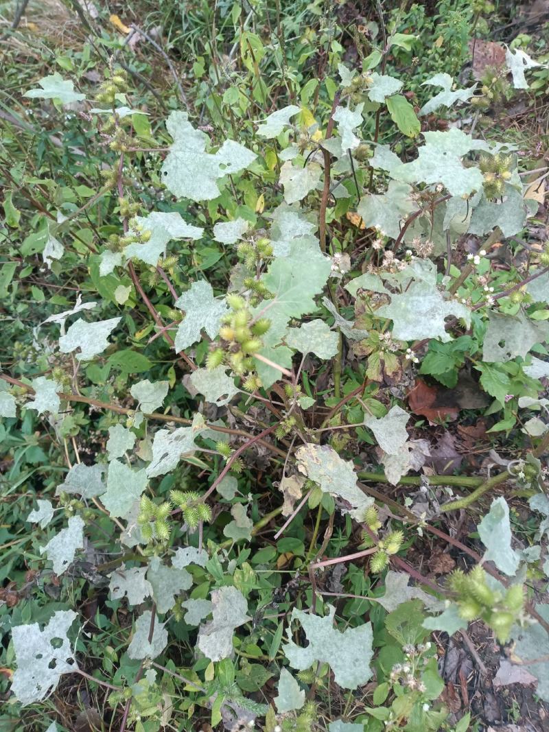 野生苍耳。大别山深山野生。量大优惠。干，鲜均可。包邮。